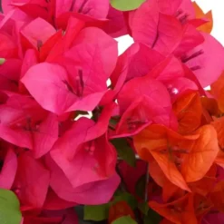 Bougainvillier Sanderiana en boule – Pot couleur
