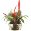 Bromélia coupe cécina - Ø 18 cm