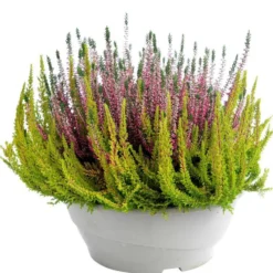Bruyère callune ou Calluna (Erica) couronne à fleurs multicolores - La coupe Ø 23 cm