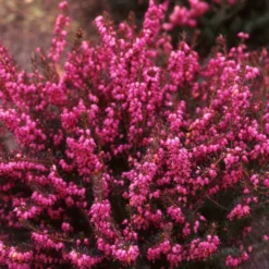 Bruyère d'hiver ou Erica darleyensis à fleurs roses - Le pot Ø 14 cm