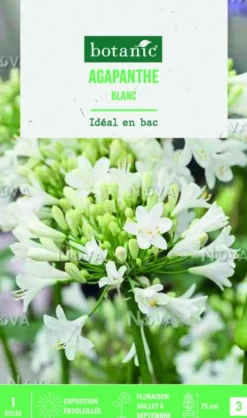 Bulbe de fleurs Agapanthe blanc botanic® - 1 bulbe