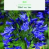 Bulbe de fleurs Agapanthe bleu botanic® - 1 bulbe