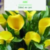 Bulbe de fleurs Arum jaune botanic® - 1 bulbe