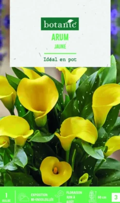 Bulbe de fleurs Arum jaune botanic® - 1 bulbe