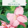 Bulbe de fleurs Canna Gnom botanic® - 1 bulbe
