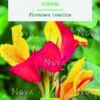 Bulbe de fleurs Canna Indica Cleopatra bio botanic® - 1 bulbe