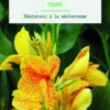 Bulbe de fleurs Canna Indica Picasso botanic® - 1 bulbe