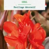 Bulbe de fleurs Canna nain Corail botanic® - 1 bulbe
