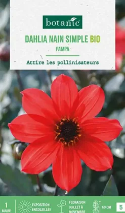 Bulbe de fleurs Dahlia nain simple Pampa bio botanic® - 1 bulbe