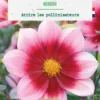 Bulbe de fleurs Dahlia nain simple Héroïne bio botanic® - 1 bulbe