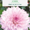 Bulbe de fleurs Dalhia décoratif nain Le Thoureil botanic® - 1 bulbe