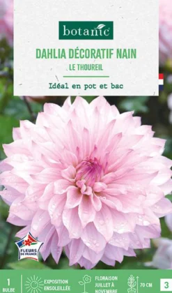Bulbe de fleurs Dalhia décoratif nain Le Thoureil botanic® - 1 bulbe