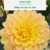 Bulbe de fleurs Dalhia nain double Vendée Globe botanic® - 1 bulbe