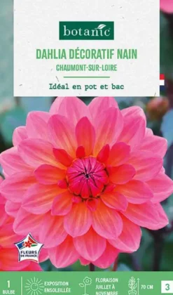 Bulbe de fleurs Dalhia nain double Chaumont sur Loire botanic® - 1 bulbe