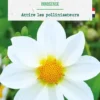 Bulbe de fleurs Dalhia nain simple Innocence botanic® - 1 bulbe