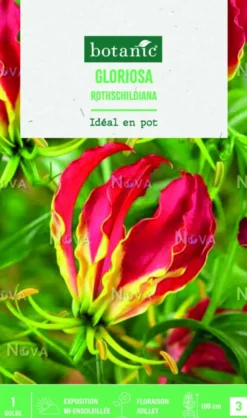 Bulbe de fleurs Gloriosa rothschildiana botanic® - 1 bulbe