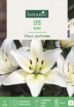 Bulbe de fleurs Lys blanc botanic® - 1 bulbe