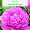 Bulbe de fleurs Pivoine Lactiflora double rose botanic® – 1 bulbe