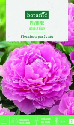 Bulbe de fleurs Pivoine Lactiflora double rose botanic® – 1 bulbe