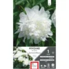 Bulbe de Pivoine herbacée Duchesse de Nemours blanc