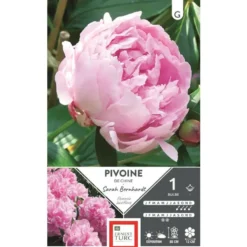 Bulbe de Pivoine herbacée Sarah Bernhardt rose