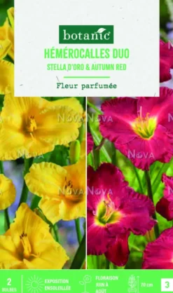 Bulbes de duo de fleurs Hémérocalles Stella d’oro / Autumn red ® - 1 bulbe