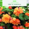 Bulbes de fleurs Bégonia cascade Sunray botanic® - 3 bulbes