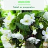Bulbes de fleurs Bégonia Cascade blanc botanic® - 3 bulbes
