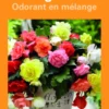 Bulbes de fleurs Bégonia Cascade Odorata en mélange botanic® – 3 bulbes