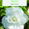 Bulbes de fleurs Bégonia double blanc botanic® - 3 bulbes