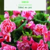 Bulbes de fleurs Bégonia double Camélia botanic® - 3 bulbes