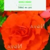 Bulbes de fleurs Bégonia double orange botanic® - 3 bulbes