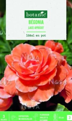 Bulbes de fleurs Bégonia Picotée Lace Apricot botanic® - 3 bulbes
