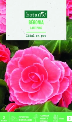 Bulbes de fleurs Bégonia Picotée Lace rose botanic® - 3 bulbes