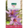 Bulbes de fleurs Crocus safran bio mauve botanic® - 7 bulbes