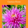 Bulbes de fleurs Dahlia Cactus rose botanic® – 2 bulbes