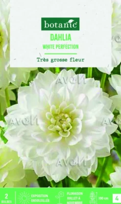 Bulbes de fleurs Dahlia décoratif White Perfection botanic® - 2 bulbes
