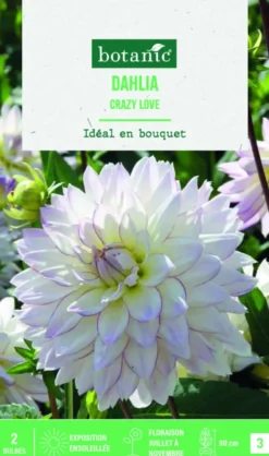 Bulbes de fleurs Dahlia décoratif Crazy Love botanic® - 2 bulbes