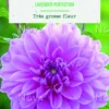 Bulbes de fleurs Dahlia décoratif Lavender Perfection botanic® - 2 bulbes