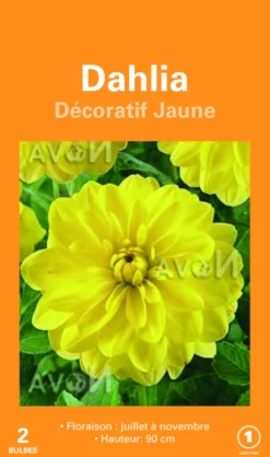 Bulbes de fleurs Dahlia décoratif jaune botanic® – 2 bulbes