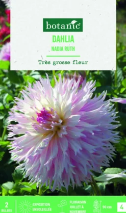 Bulbes de fleurs Dahlia Fimbriata Nadia Ruth botanic® - 2 bulbes