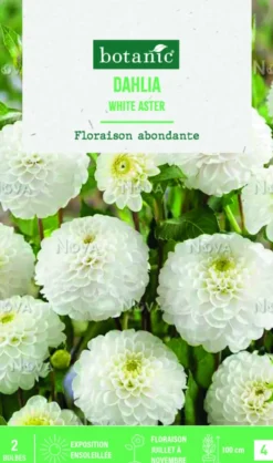 Bulbes de fleurs Dahlia Pompon White aster botanic® - 2 bulbes