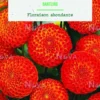Bulbes de fleurs Dahlia Pompon Bantling botanic® - 2 bulbes