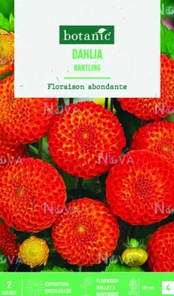 Bulbes de fleurs Dahlia Pompon Bantling botanic® - 2 bulbes