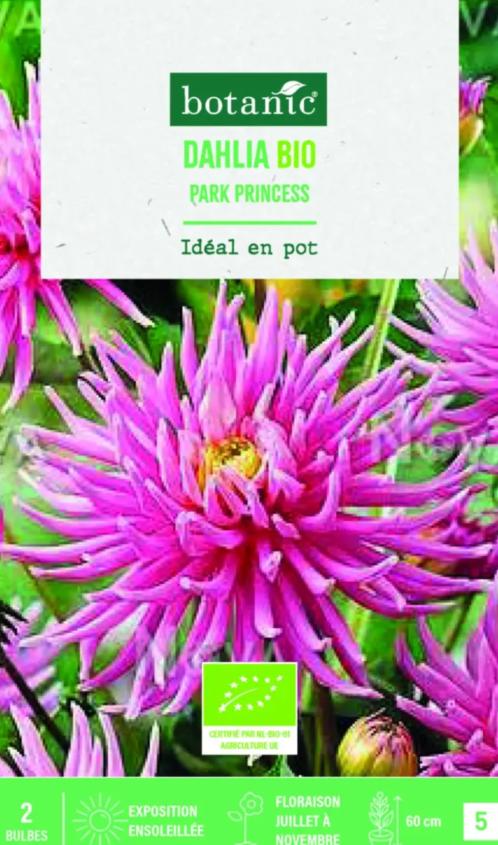 Bulbes de fleurs Dahlia semi cactus nain Park Princess bio botanic® - 2 bulbes