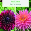Bulbes de fleurs duo de Dahlias semi-cactus Ripcity / Fimbriata Omega botanic® - 2 bulbes