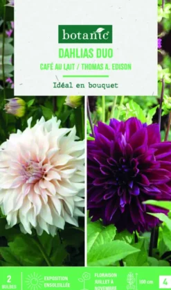 Bulbes de fleurs duo de Dahlias décoratifs Café au lait / Thomas Edison botanic® - 2 bulbes