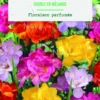 Bulbes de fleurs Freesia double mix botanic® - 15 bulbes