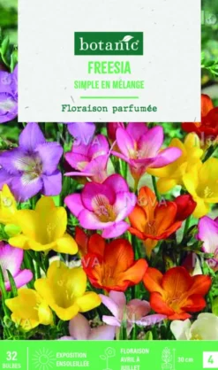 Bulbes de fleurs Freesia simple mix botanic® - 32 bulbes