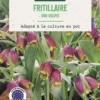 Bulbes de fleurs Fritillaire Uva Vulpis violet botanic® - 12 bulbes
